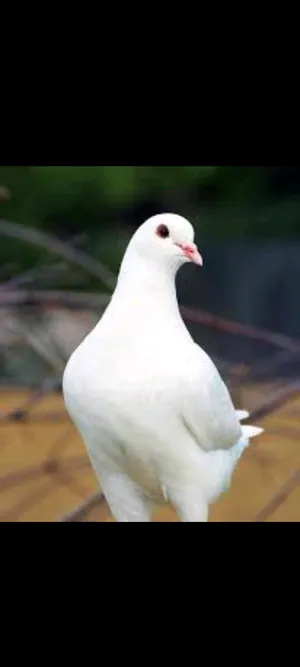 ‏أبقار‏1