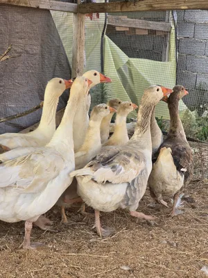 Other Animals1