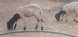 يوجد زوز فطايم عربيات