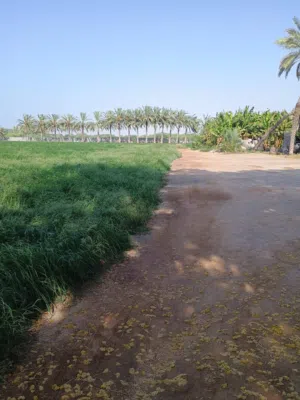 Farm Land for Sale in Al Batinah Suwaiq