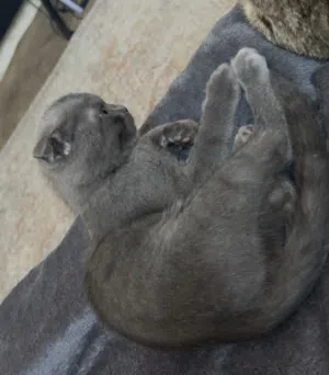 2 cats for adoption Scottish