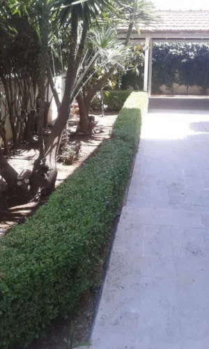 تقليم الاشجار المثمرة وتشكيل شجر الزينة ورش الاشجار وتعقيم المنازل