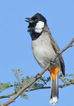 بلابل للبيع