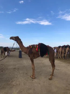 حمدالله رب العالمين