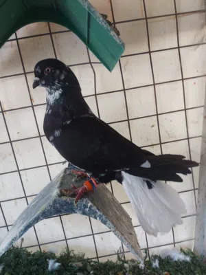 جوز و فحلين و طواير