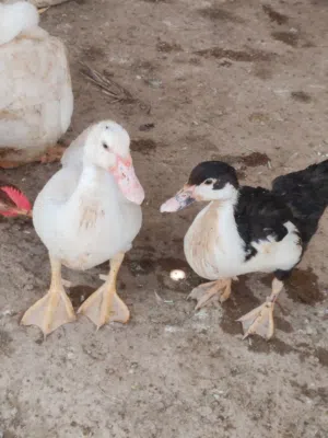 بط حلوة حبه ب3ريال
