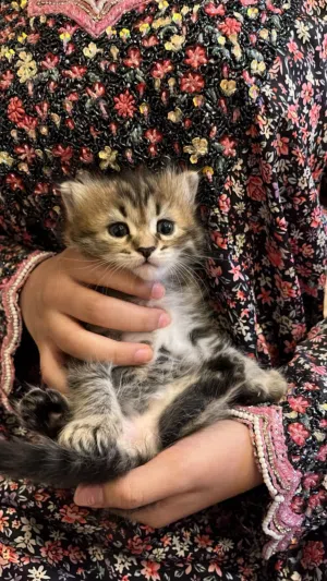 قطط شيرازية للبيع
