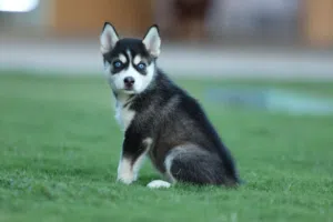 Husky female