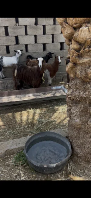 للبيع غنم من حلال بني سعيد