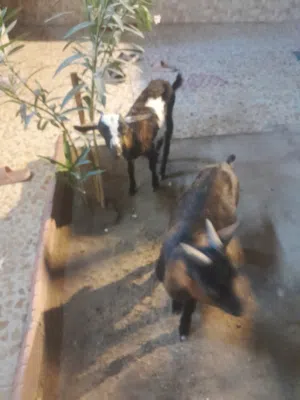 ماعز قطريات