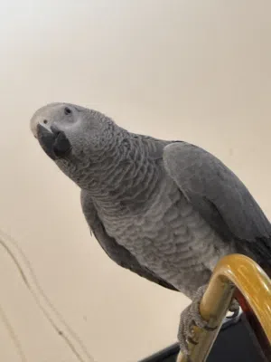 ببغاء كاسكو أفريقي أليف – يتكلم – عمر مناسب للتعليم