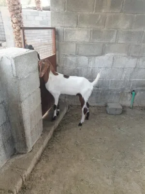 ماعز باكستانيه (أنثى)