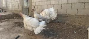 دجاج حبش هولندي