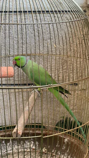 فحل درة مطوق ثوب كامل لا مقصوص جناحه ولا متبب اليف ما بحكي ولا كلمه من دون قفص العمر 3 سنين