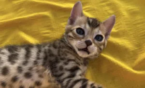 بخيته الاحبابي 
