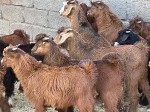 جدايا عمانيات جباليات سمان من حلال بني سعيد مصدرهن من قطيع واحد كلهن جاهزات للتربيه وللذبح