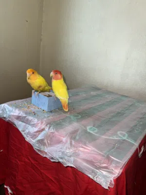 عصافير اليفه