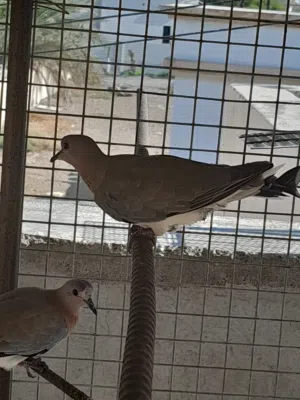 حمام البري او للبدل