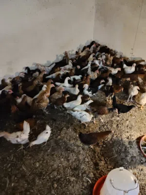 دجاج عماني عمر شهرين للبيع تربيه مزرعة محلي. غداء صحي وصحيح مده شهرين. تطعيمات مكتمله.