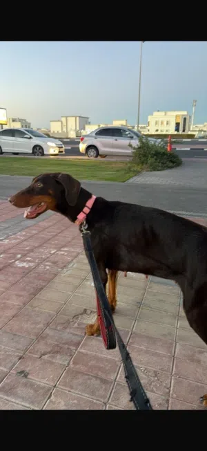 A female Doberman for sale