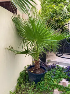 Palm Tree - Healthy,  Beautiful for your garden
