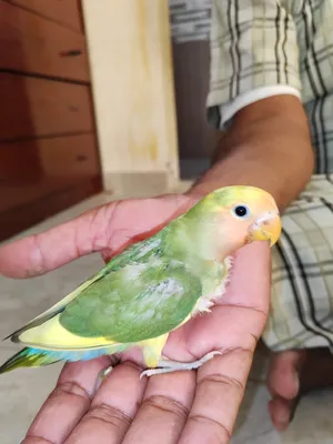 Love bird baby's