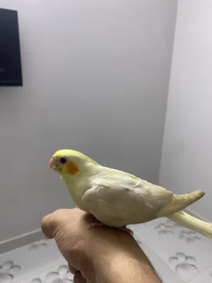 كوكتيل لاتينو الف جدا جدا للبيع