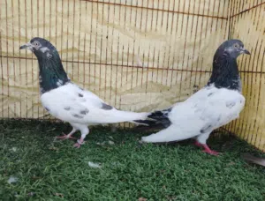 حمام باكستاني مطيار