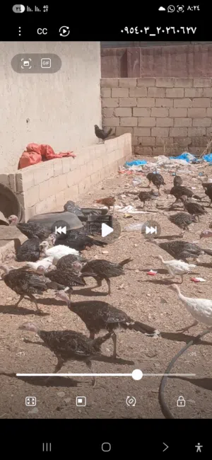 فراخ حبش ودجاج للبيع
