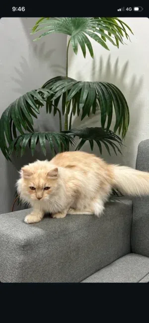 قط شيرازي لطيف