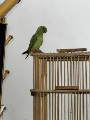 ببغاء دره هندي عمره ست اشهر للبيع