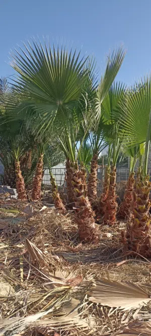 نخيل واشنطني