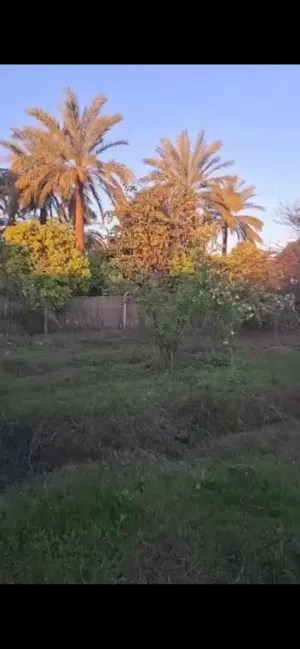 Farm Land for Sale in Saladin Balad