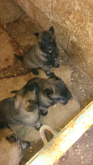 جراء مالينوا  شاربوني عمر 45 يوم