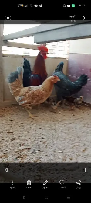 دجاجتين وديج وياهن 5 افراخ بنات صفرة