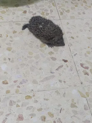 قنفذ للبيع مش كبير
