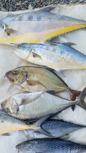 متوفر اسماك طازجه بالحجز