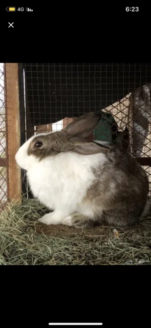 البيع ارنب ذكر