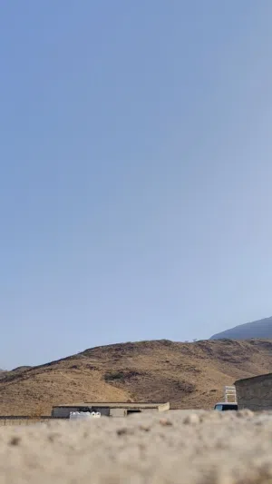 غنمه دبسيه للبيع عشار بإذن الله تعالى
