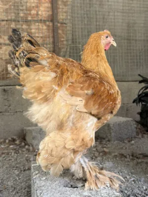 ديك كوشن عملاق