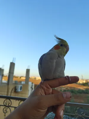 Parrots2
