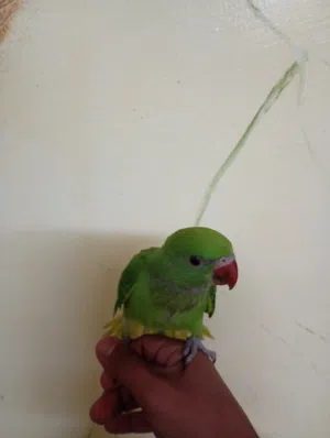 بغبغا دره اليف