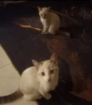 قطط شيرازي تركي روسي للبيع لظروف السفر