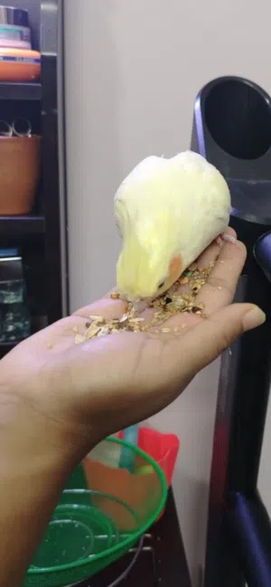 Beautiful white yellow cocatail bird available for sale with cage and food