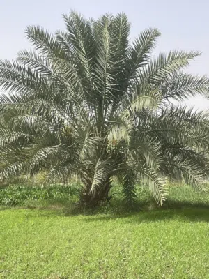 نخيل خلاص الظاهره وفرض للبيع