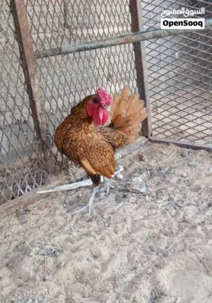 فروج سبرايت انيق درجة أولى