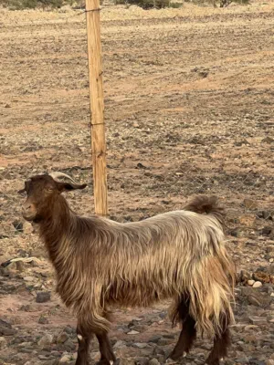 شاه عمانيه اصل