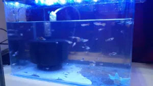 حوض كبير وحوض كرستال صغير