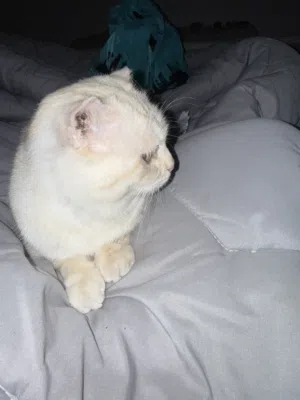 سكوتش ستريت أنثى