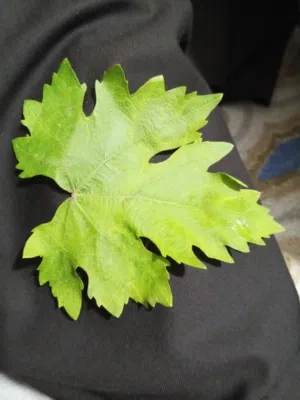ورق عنب دوالي بلدي اسود حامض